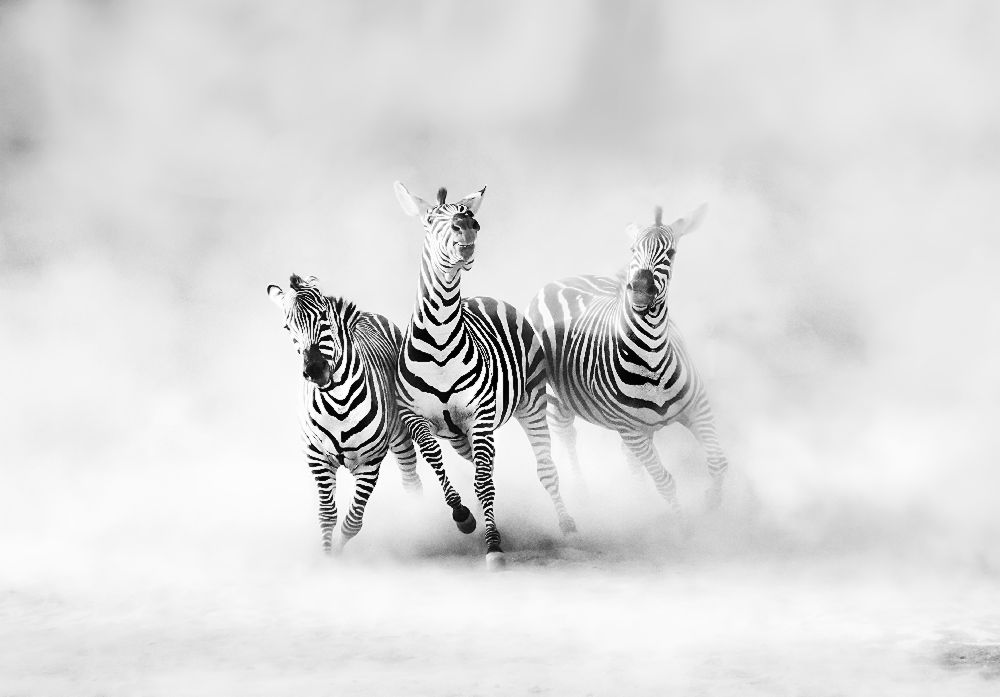 ZEBRAS von Juan Luis Duran