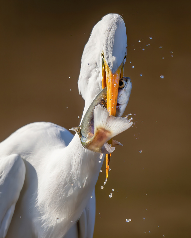 Poor fish! von Judy Tseng