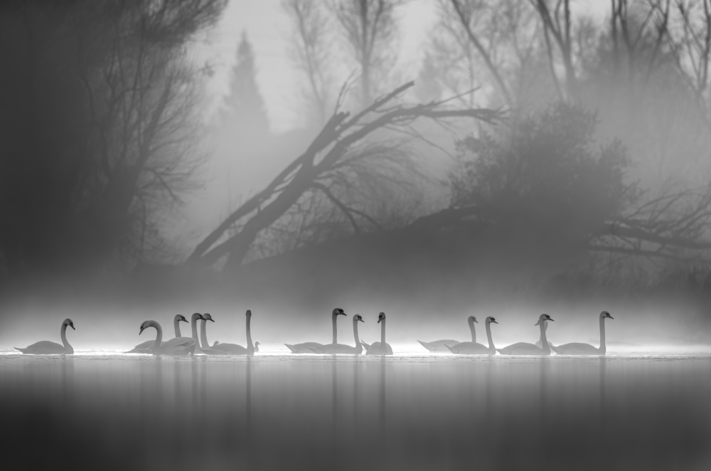 Line up von Judy Tseng