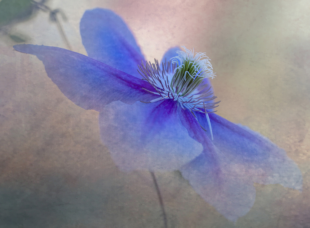 Clematis flower von Judy Tseng