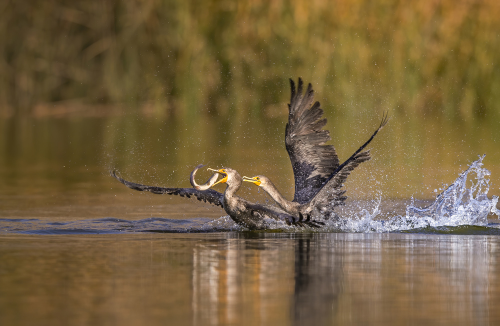 Escape von Judy Tseng