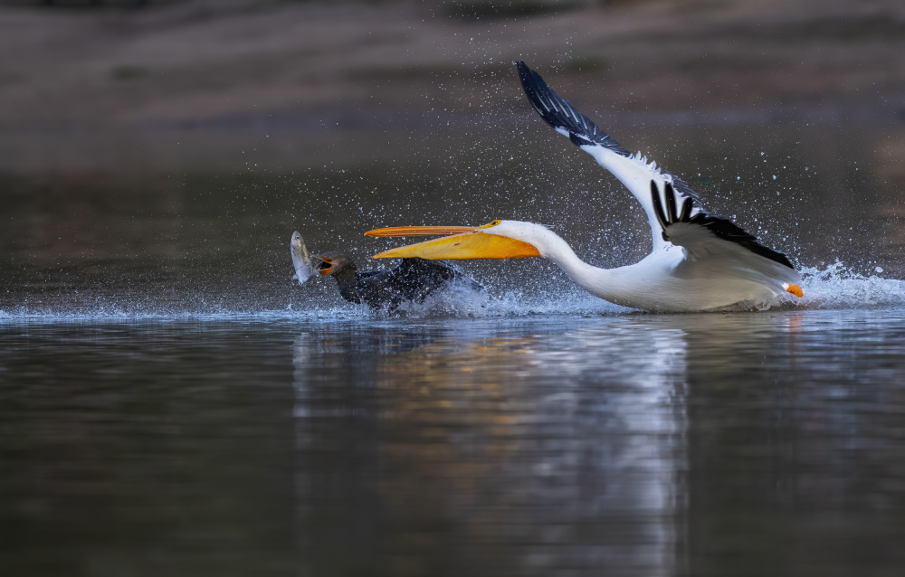 Gimme The Fish! von Judy Tseng