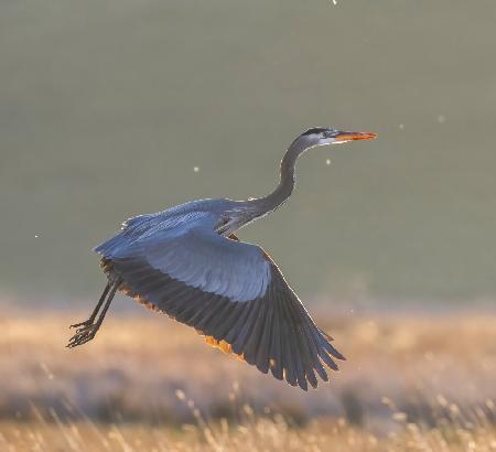 Great blue heron