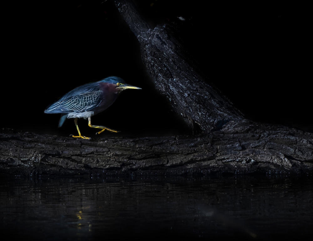 Green heron von Judy Tseng