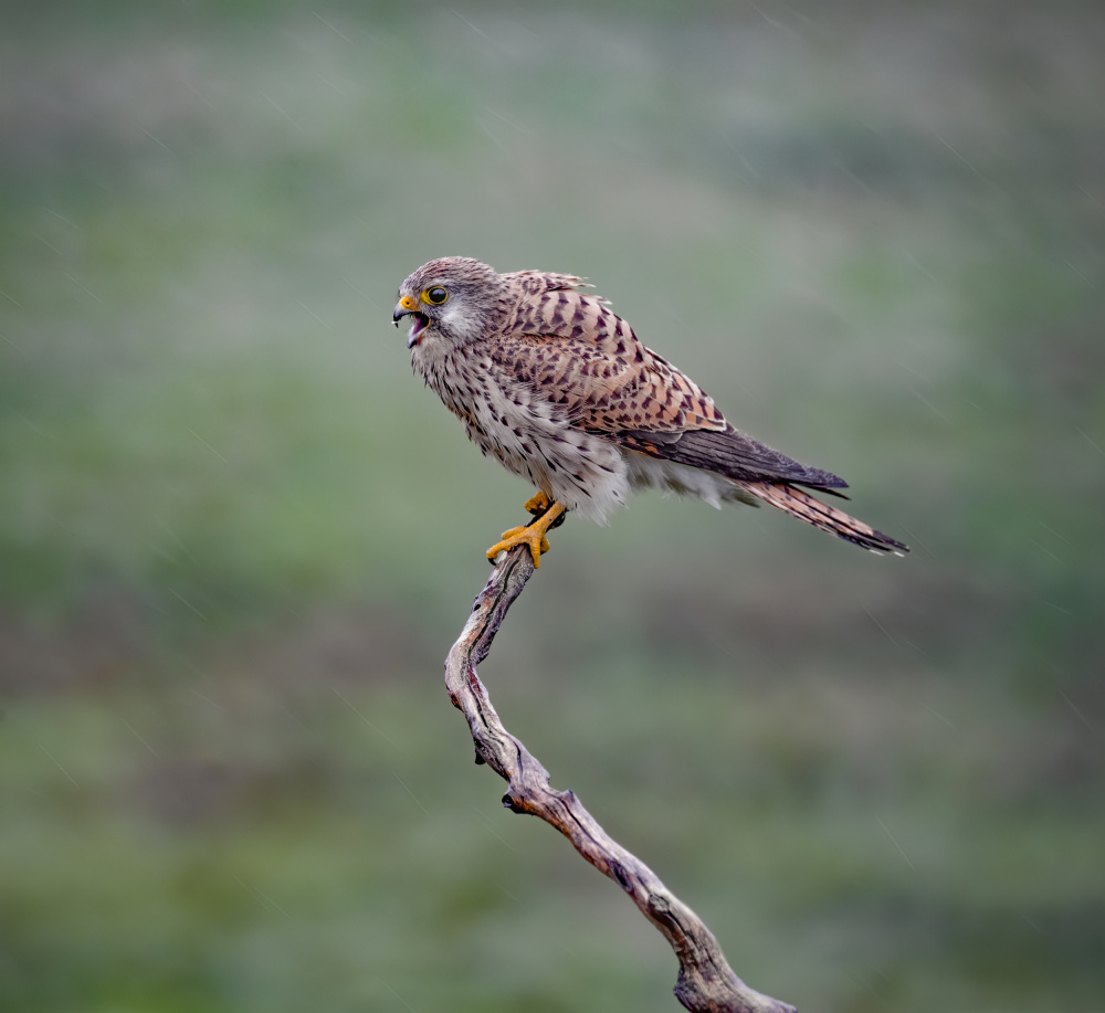 Singin in the rain von Judy Tseng