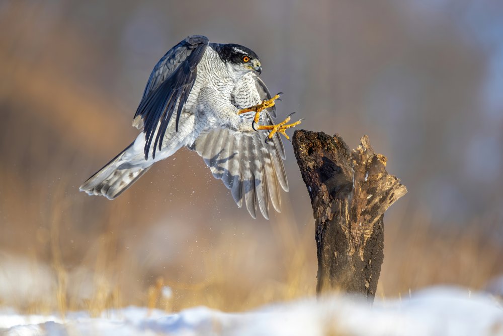 Landing von Judy Tseng