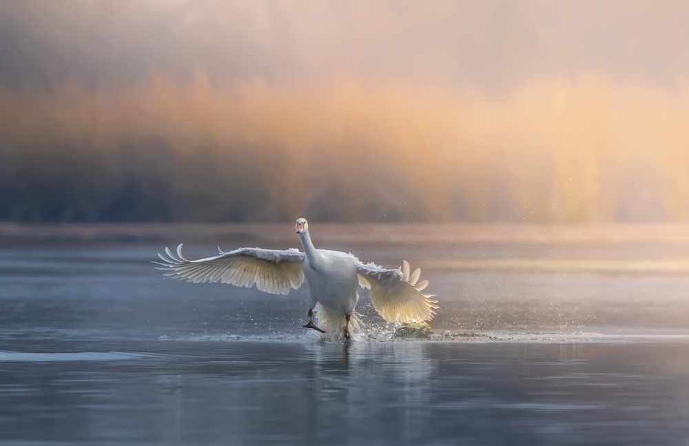 Running on water von Judy Tseng