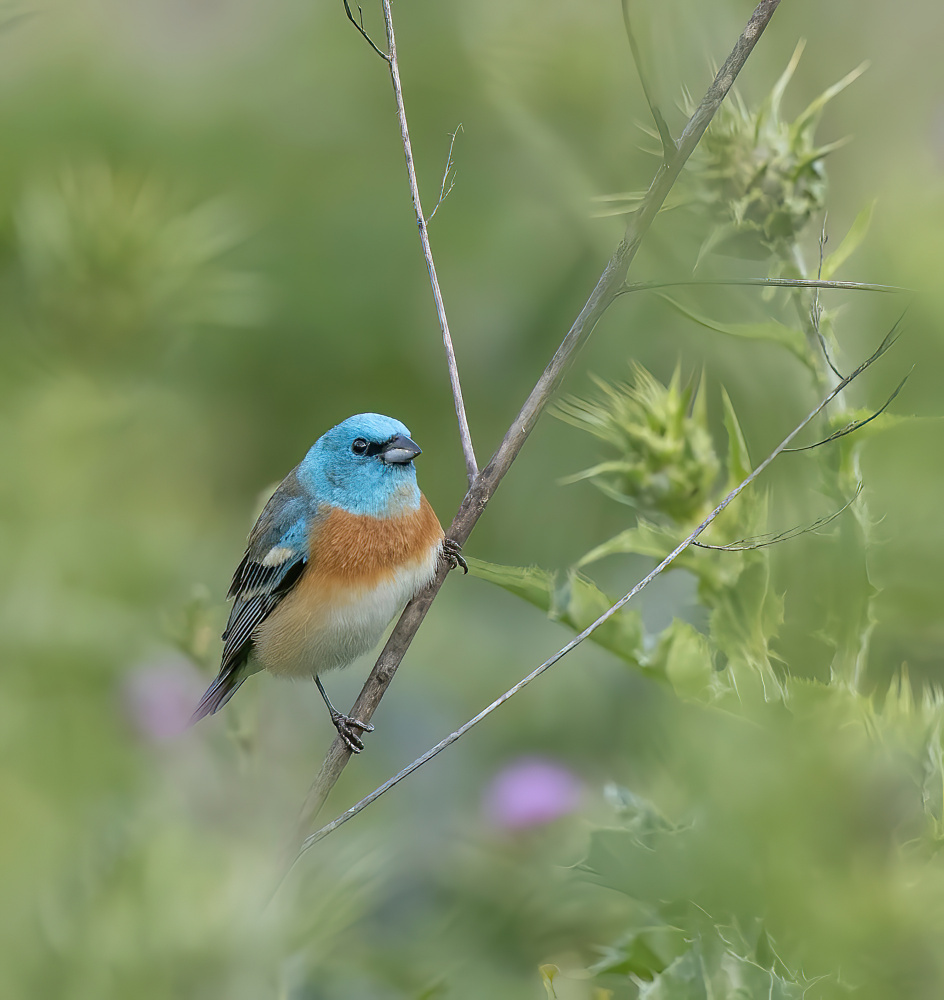Lazuli Bunting von Judy Tseng
