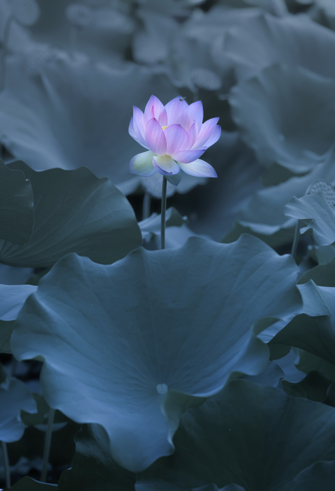 untitledl von Judy Tseng