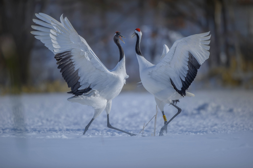 nice day von Judy Tseng