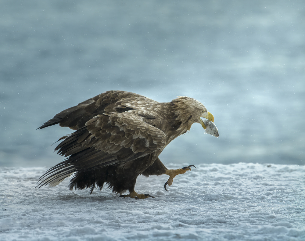 white-tailed Eagle with prey von Judy Tseng