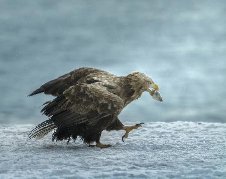 white-tailed Eagle with prey