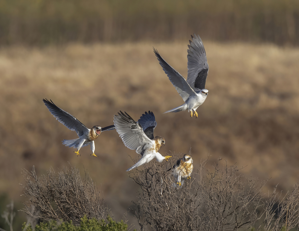 White-tailed kite training her three juvenile von Judy Tseng