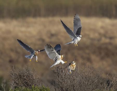 White-tailed kite training her three juvenile
