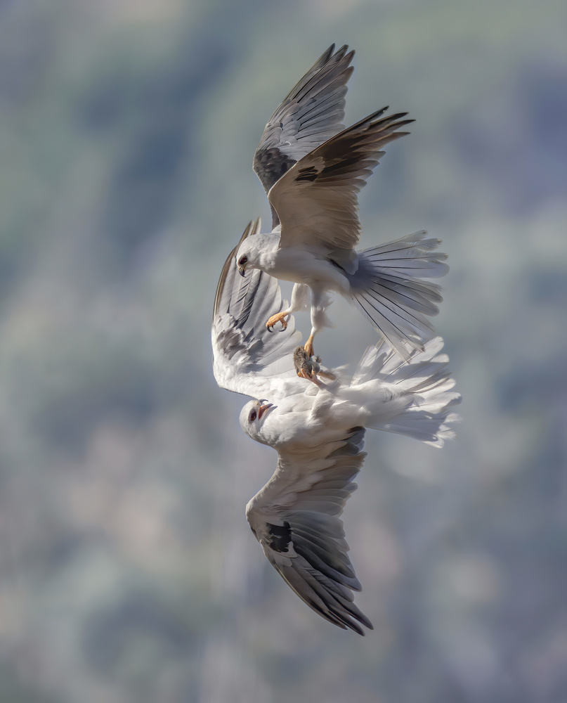 White-tailed kites transfer a catch von Judy Tseng