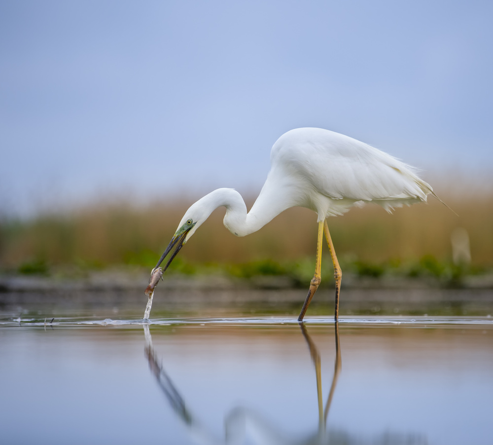 Great egret von Judy Tseng