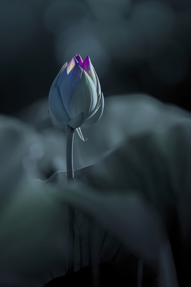 Summer messenger von Judy Tseng