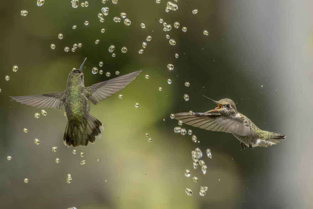 Summer fun von Judy Tseng
