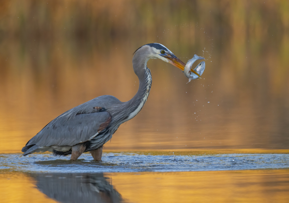 Dancing fish von Judy Tseng