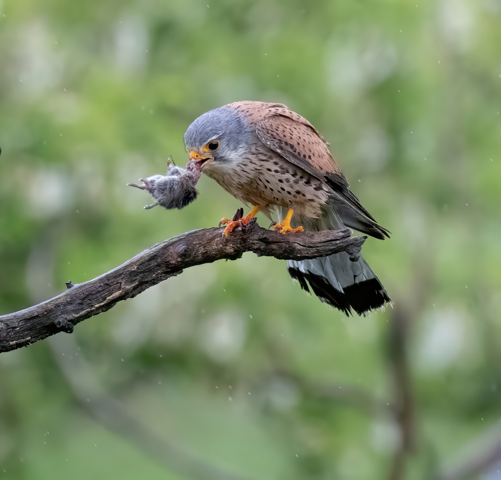 Kestral with prey von Judy Tseng