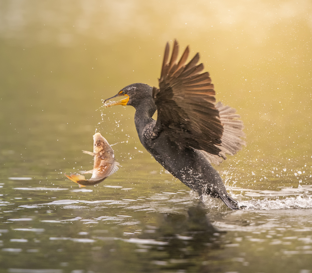 Oooops! von Judy Tseng