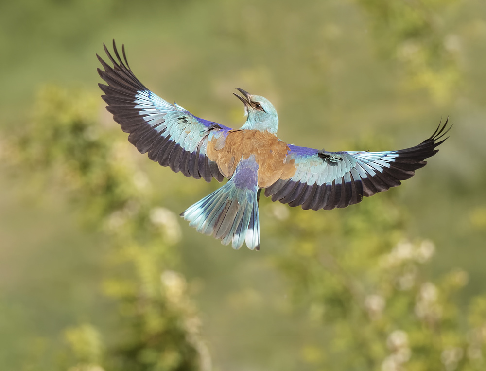 Bird in flight von Judy Tseng