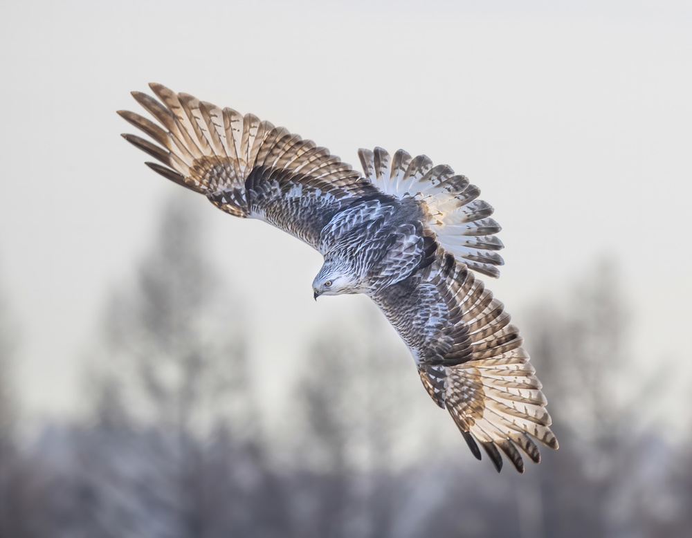 Target acquired! von Judy Tseng