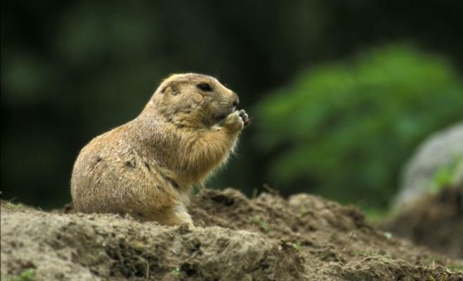 Präriehund von Jürgen Rei