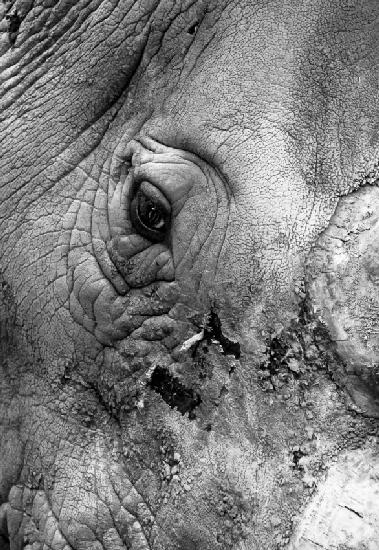 Southern White Rhino