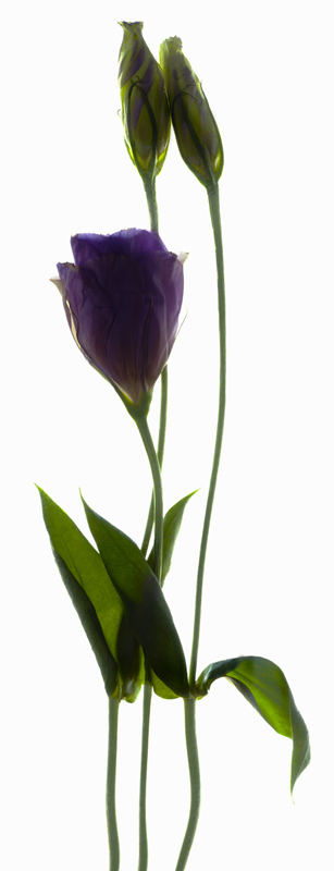 Lisianthus Duo von Julia McLemore