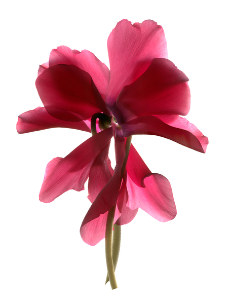 Cyclamen Dance von Julia McLemore