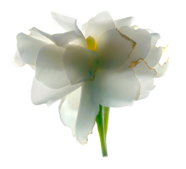 Gardenia Float von Julia McLemore