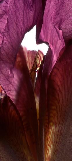 Iris Shrine Purple