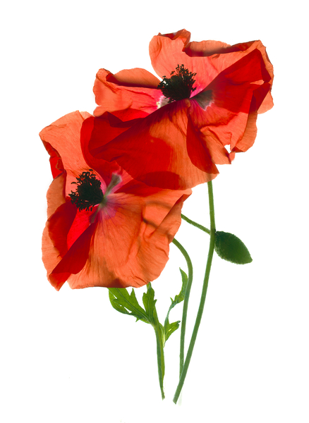 Margies Poppy Duo von Julia McLemore