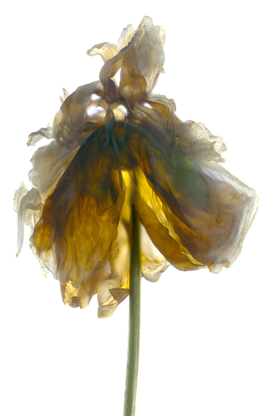 Peony Stand White von Julia McLemore