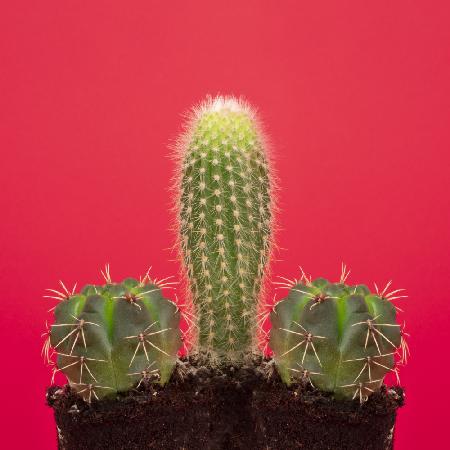 Pene Cactus