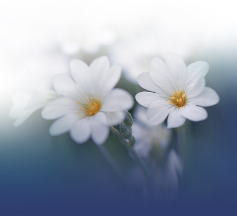 The Sound of Innocence...II von Juliana Nan