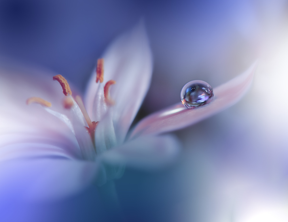 Endless Blue.. von Juliana Nan