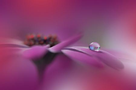 Celebration of Life..