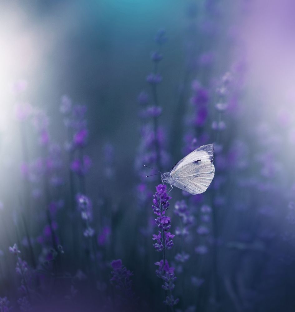 Lavendel Königin ... von Juliana Nan