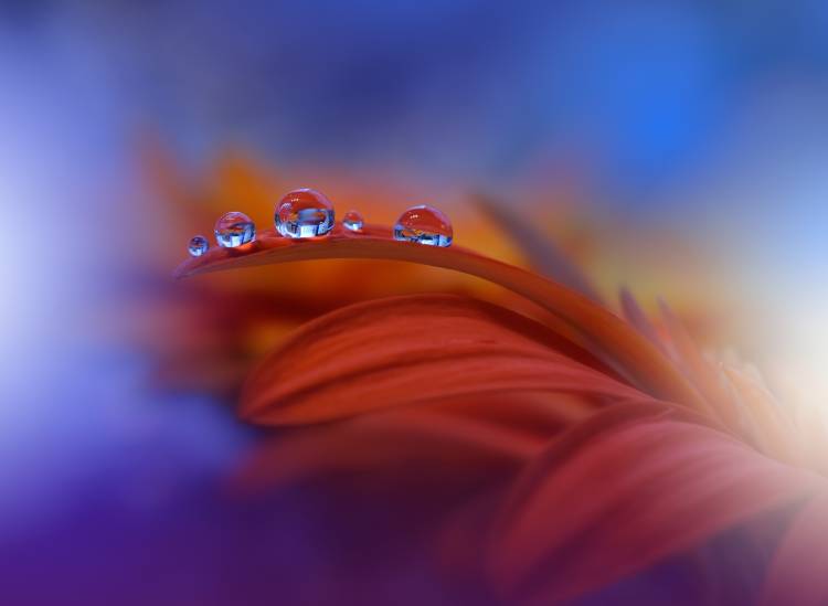 Metamorphosis von Juliana Nan