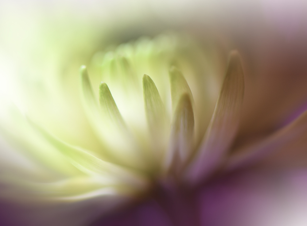 Dance in the Light.. von Juliana Nan