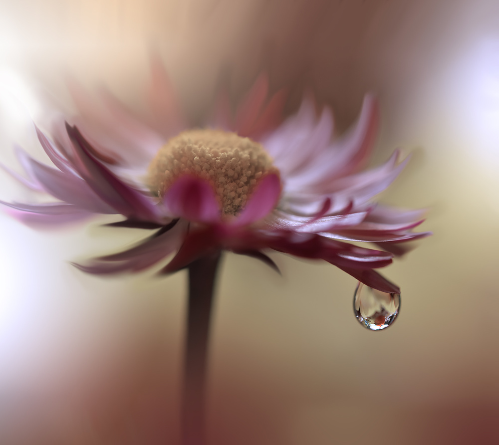 Tears of Time.. von Juliana Nan