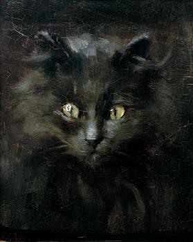 Porträt einer Katze
