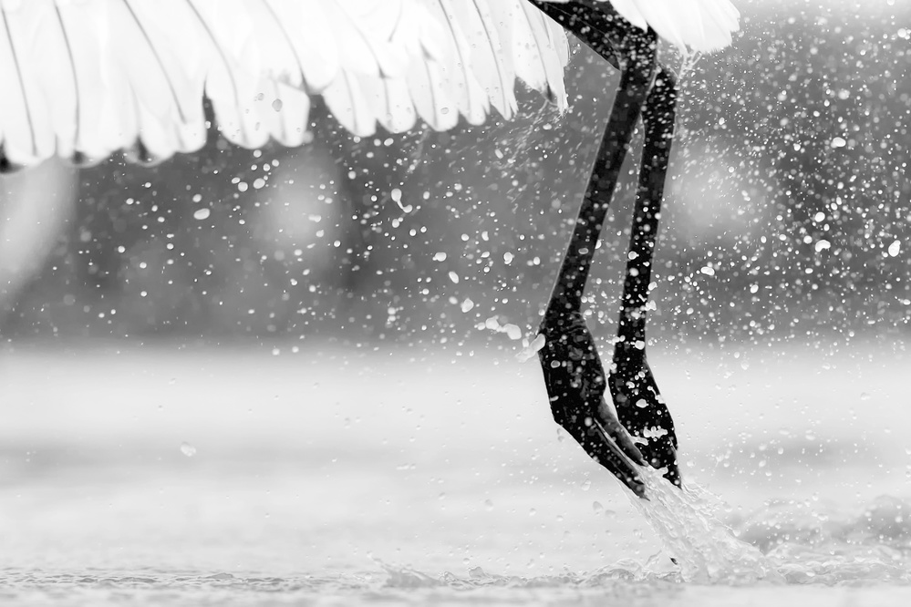 Taking Off von Jun Zuo