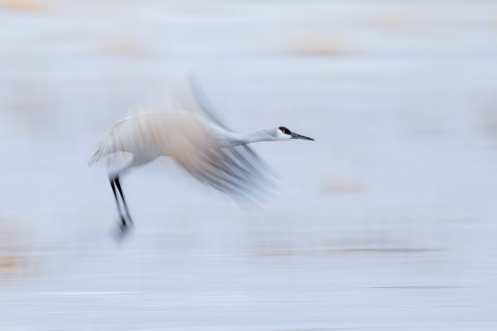 Taking Off von Jun Zuo