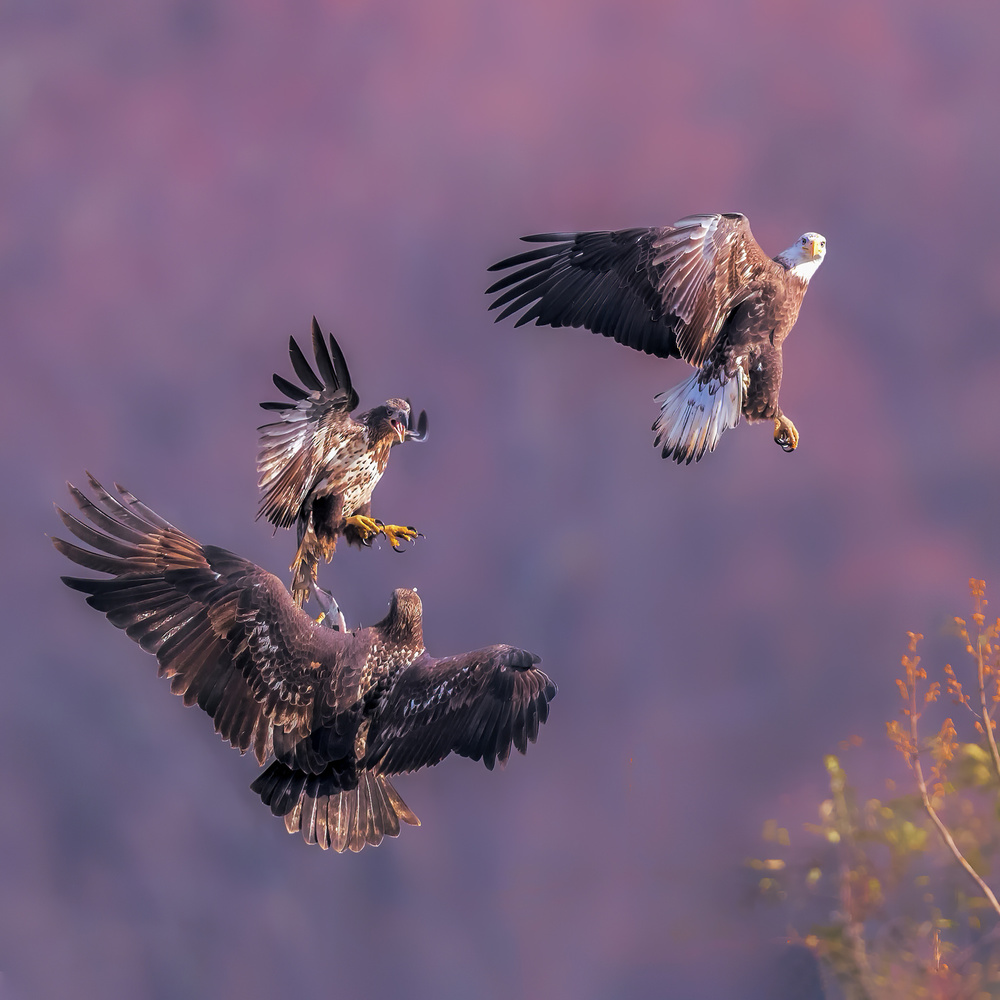 Chasing for Fish von Jun Zuo