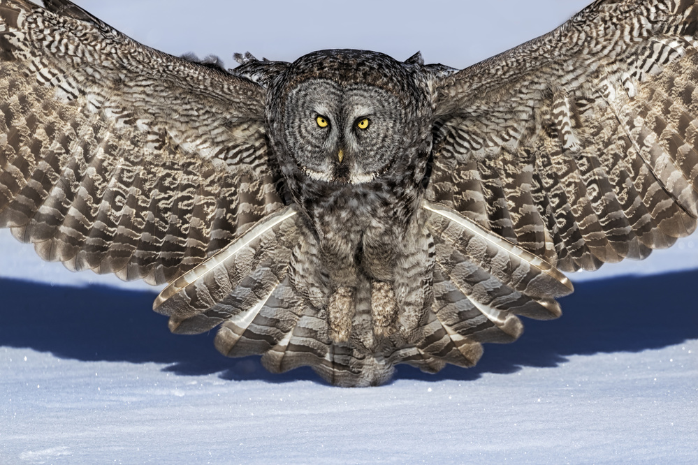 Great Grey Owl von Jun Zuo