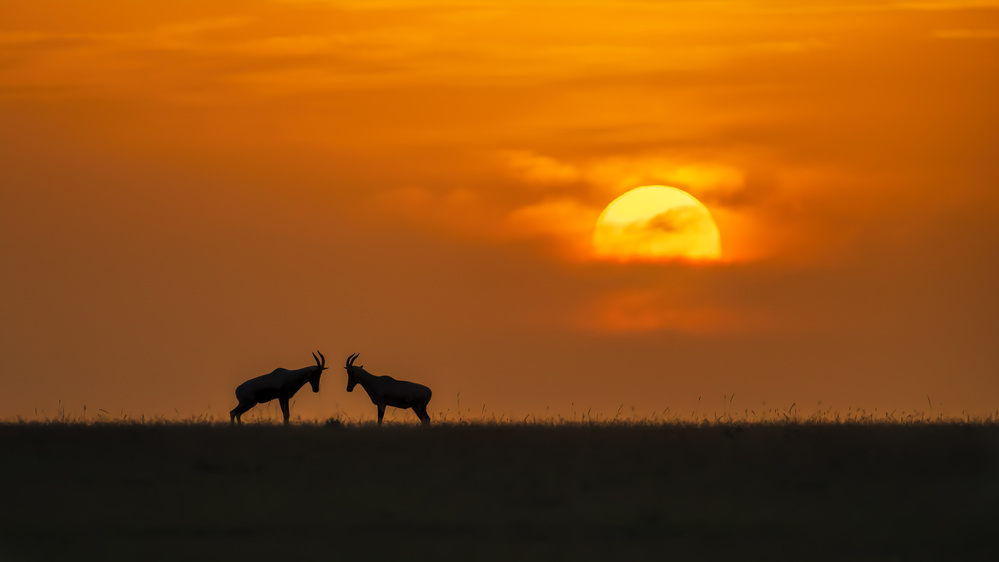 At The Sunset von Jun Zuo