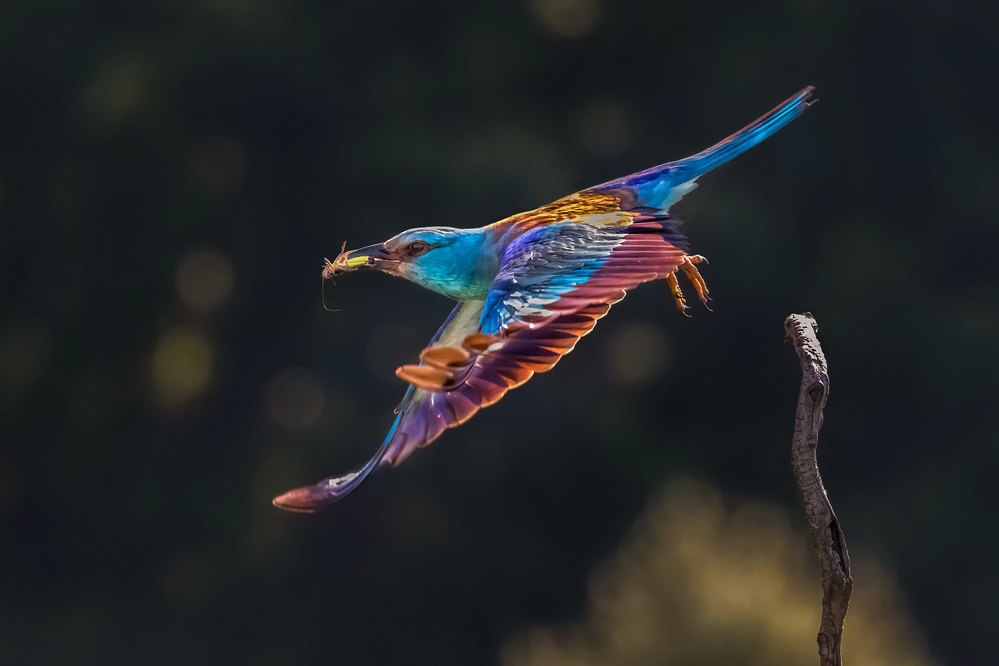 Busy for Feeding von Jun Zuo